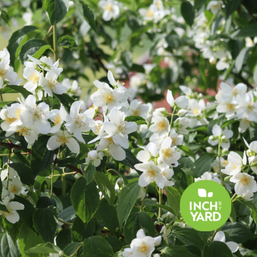Water Jasmine (Wrightia religiosa)